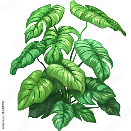 Homalomena isolated white background 
