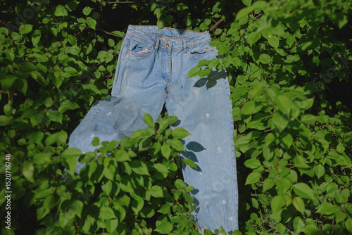Denim jeans hanging on greenery in natural outdoor setting
