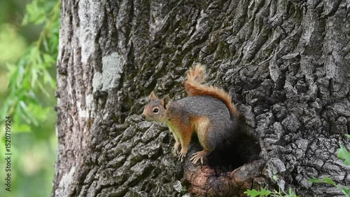 A cute squirrel running down the tree trunk, observing its surroundings. Caucasian Squirrel, Sciurus anomalus.