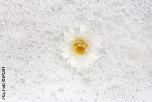 Delicate daisy emerges from white foam in a serene setting, showcasing nature's beauty during a peaceful moment