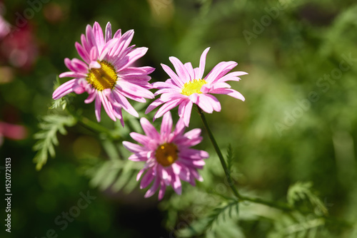 Beautiful pink daisies blooming in a sunny garden during the early hours of spring
