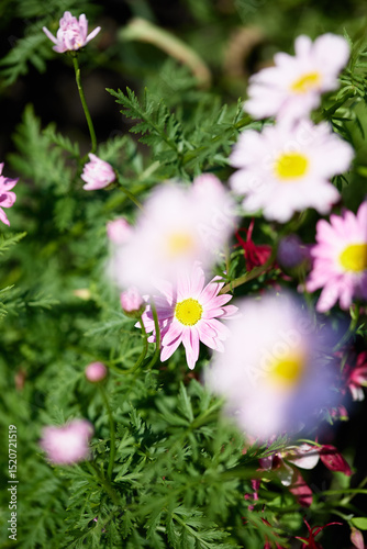 Beautiful blooming daisies in a vibrant garden during sunny spring afternoon