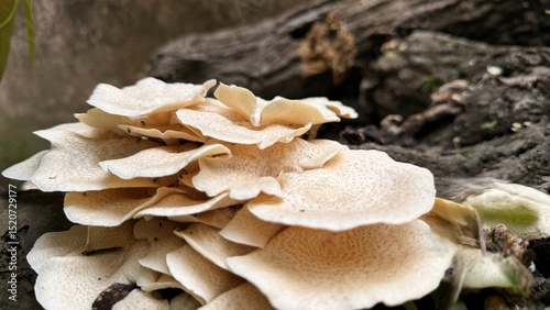 Tableau sur toile Cluster of Cream Colored Mushrooms Growing on Dead Wood, Macro Closeup View