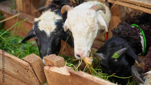 Row Of Goat Or Sheep Eating Leaves From Wooden Cage Ready for Sale in Market