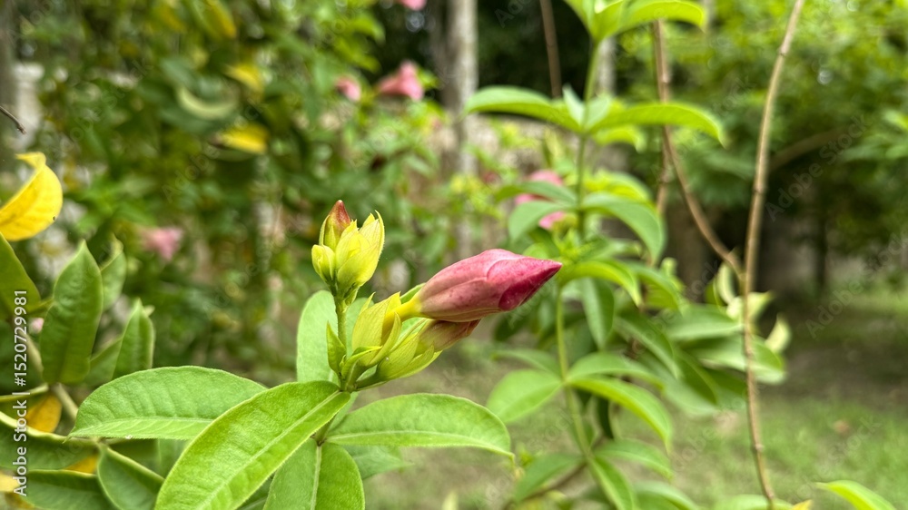 Delicate Pink Allamanda Flower Bud CloseUp View Amongst Green Leaves in Natural Light Delicate Pink Allamanda Flower Bud CloseUp View Amongst Green Leaves in Natural Light