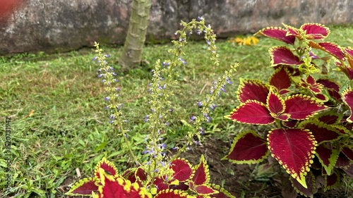 Purple Flowered Coleus Plants with Red and Yellow Leaves in Garden Setting photo