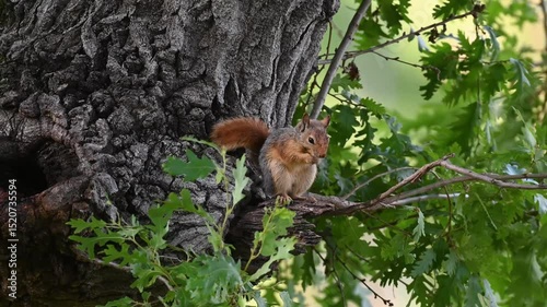 A cute squirrel cleaning its face after feeding on an oak tree trunk. Oak leaves swaying in the wind. Caucasian Squirrel, Sciurus anomalus.
