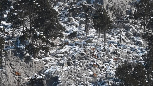 Wild goats, Capra aegagrus, feeding on rocks on a snowy mountain. Gidengelmez Mountain, Akseki, Antalya, Turkey.