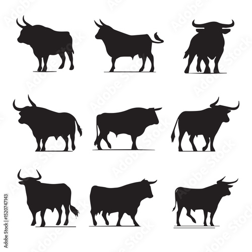black bull isolated on white