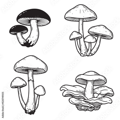 Hand-drawn illustration of four different mushroom varieties featuring detailed line art and silhouette