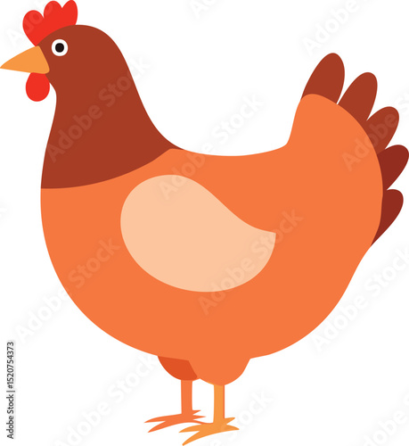 chicken vector illustration