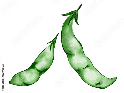 水彩で描いた夏野菜のさやえんどうの料理食材の水彩ベクターイラスト素材一式セット
