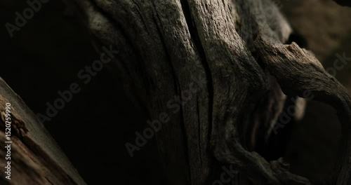Close-up of weathered driftwood with deep cracks and organic curves