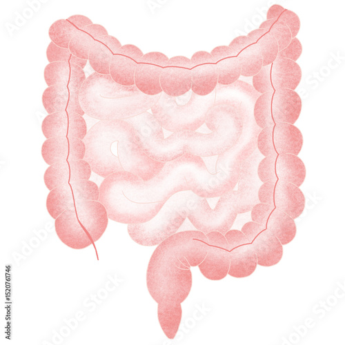Anatomy internal organs 