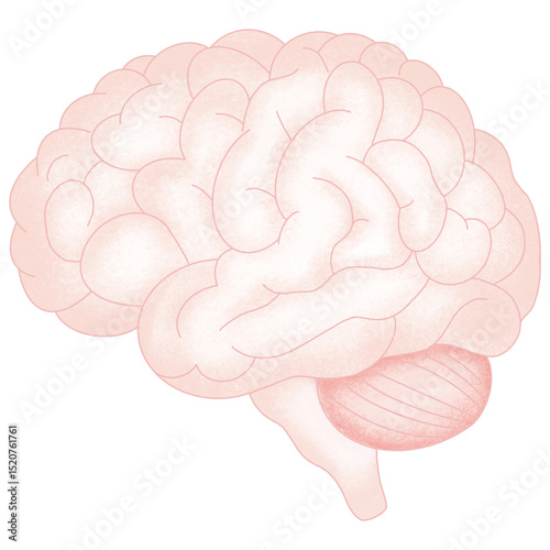Anatomy internal organs 
