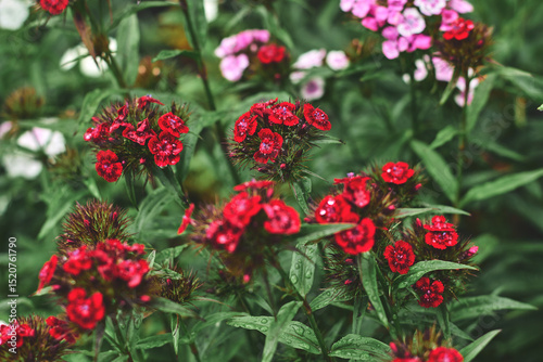 Vibrant red and pink flowers bloom in a lush garden during springtime, showcasing natures colorful display and beauty
