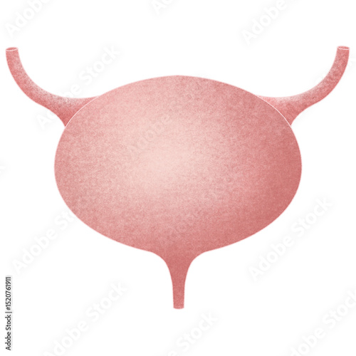 Anatomy internal organs 