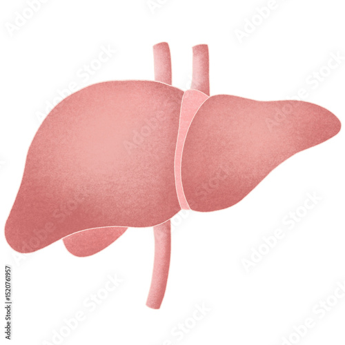 Anatomy internal organs 