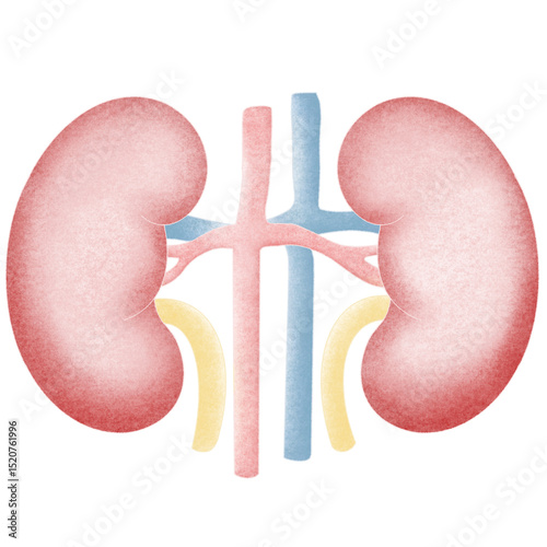 Anatomy internal organs 