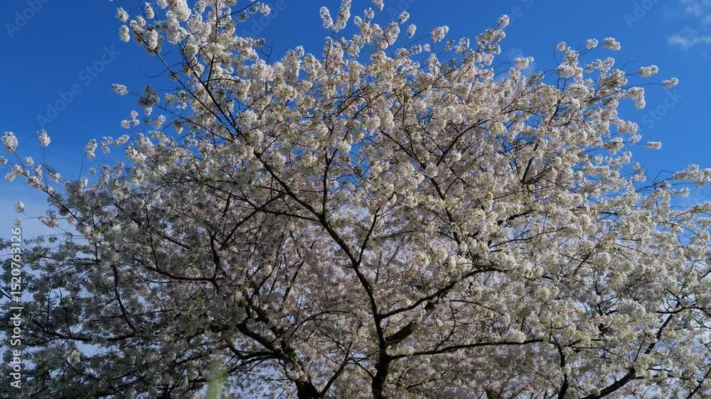 Orchard with springtime blooms. Spring Blossom tree branch with white flowers. Spring flowers. White flowers on tree. The spring. Cherry blossom trees in bloom. White spring flowers on blue sky.