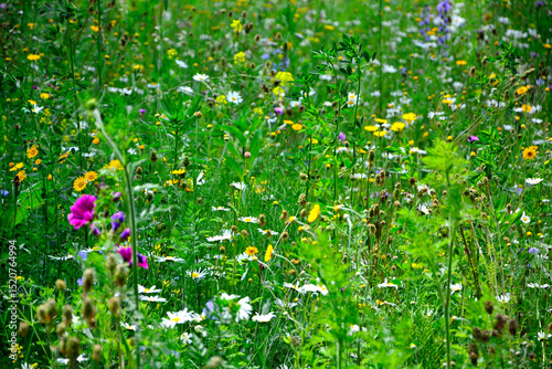 Fototapeta Naklejka Na Ścianę i Meble -  łąka kwietna z kolorowymi kwiatami, kolorowe kwiaty polne, kwiaty dla owadów zapylających, a flower meadow with colorful flowers, 