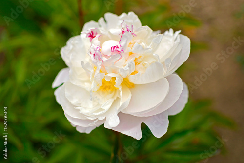 Принти на полотні biała piwonia chińska w ogrodzie na rozmytym tle (Paeonia lactiflora), Chinese p