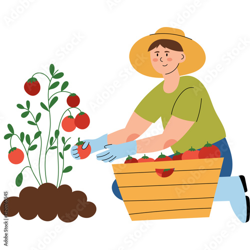 Man harvesting ripe tomatoes in a garden. Farming and gardening concept, healthy lifestyle, organic food, rural life. 