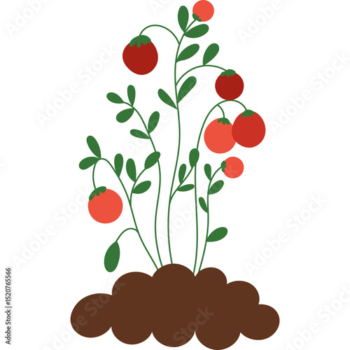 Tomato plant growing in soil. Tomato plant with green stems and red ripe tomatoes sprouting from brown soil, representing gardening and agriculture.  