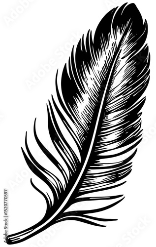 feather isolated on white background