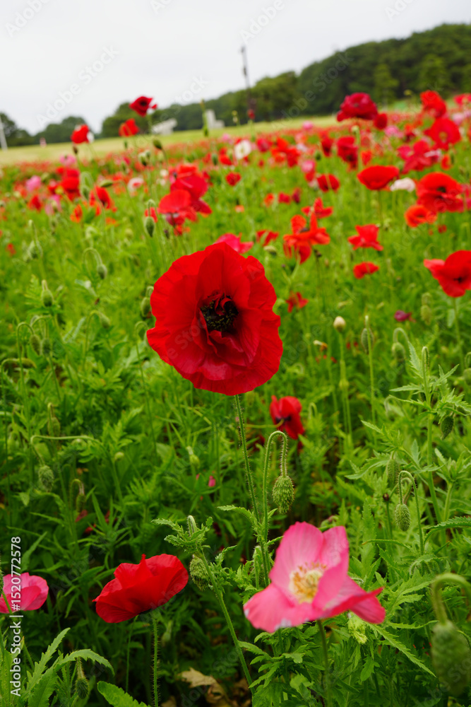Obraz premium ポピー畑