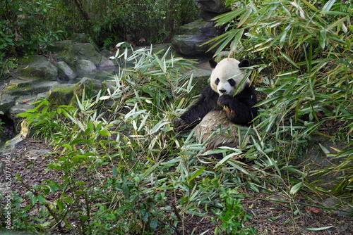 A giant panda eats bamboo in a forest-like environment at the Panda Zoo in Sichuan Province, China.