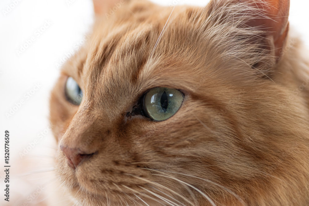 窓辺でくつろぐ可愛い猫 茶トラ 窓辺でくつろぐ可愛い猫 茶トラ