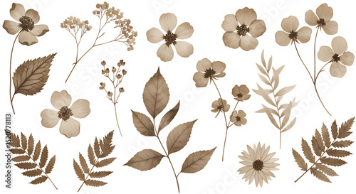 sepia toned vintage flower and leaf elements - rustic botanical art isolated on transparent background