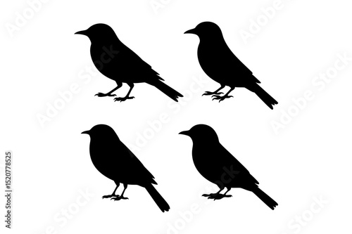 Wallpaper Mural Four black birds perched on a white background art Torontodigital.ca