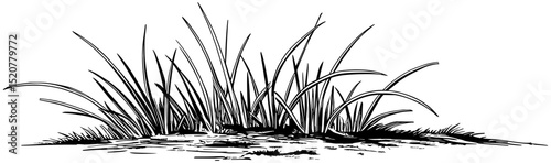 grass vector