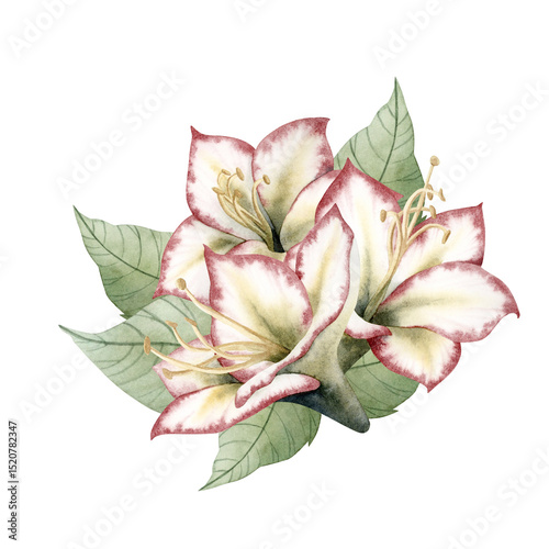 Watercolor Hippeastrum flower bouquet hand drawn illustration for Christmas holidays and New Year. Amaryllis traditional winter blooming plant in white red and green. Botanical isolated clip art