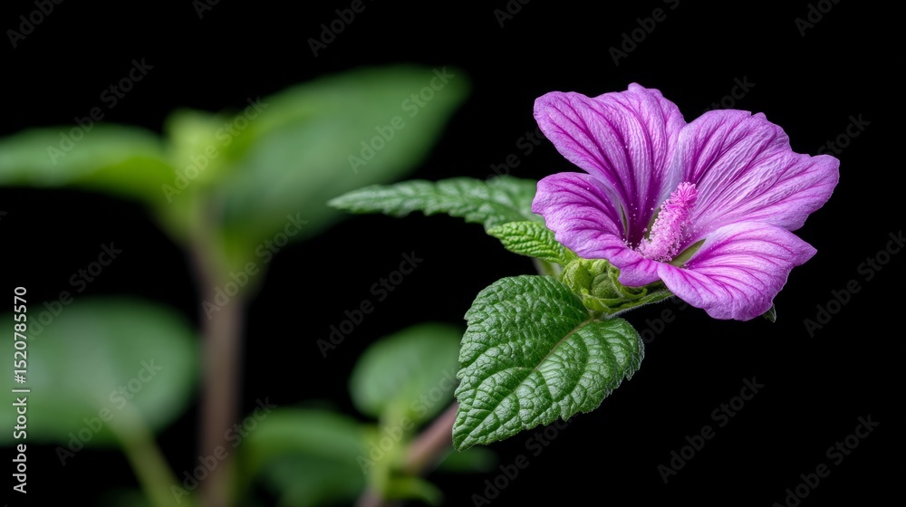 Delicate Purple Flower Blooming with Raindrops Against a Dark Background Delicate Purple Flower Blooming with Raindrops Against a Dark Background