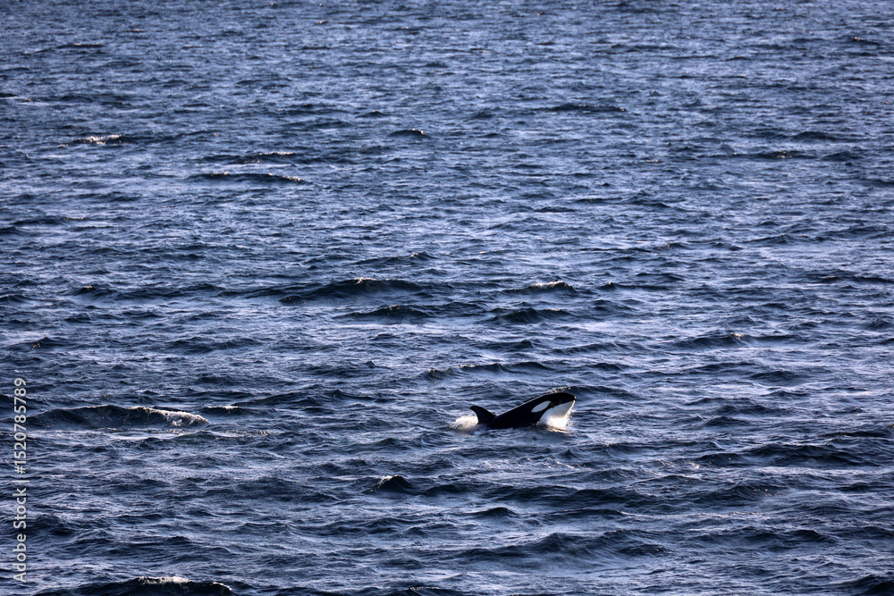 Obraz premium Orca whale or killer whale in the Lofoten region of Nordland, Norway 