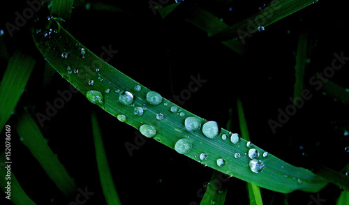 drops of dew on a green background