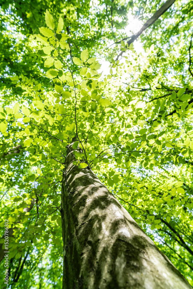 Fototapeta premium Dense forest, trees. Sun rays, green leaves, grass.