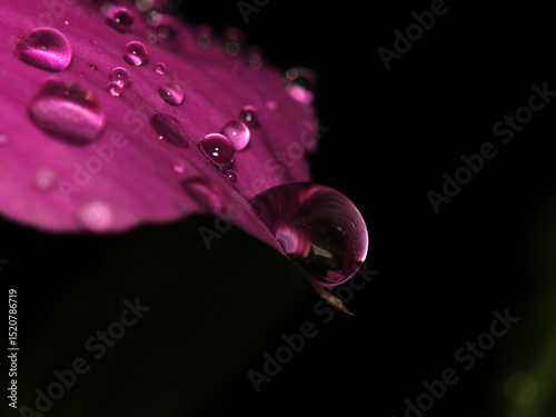 water drops on purple flower