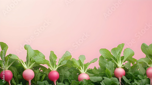 Fresh Pink Radishes With Green Leaves On Pink Background