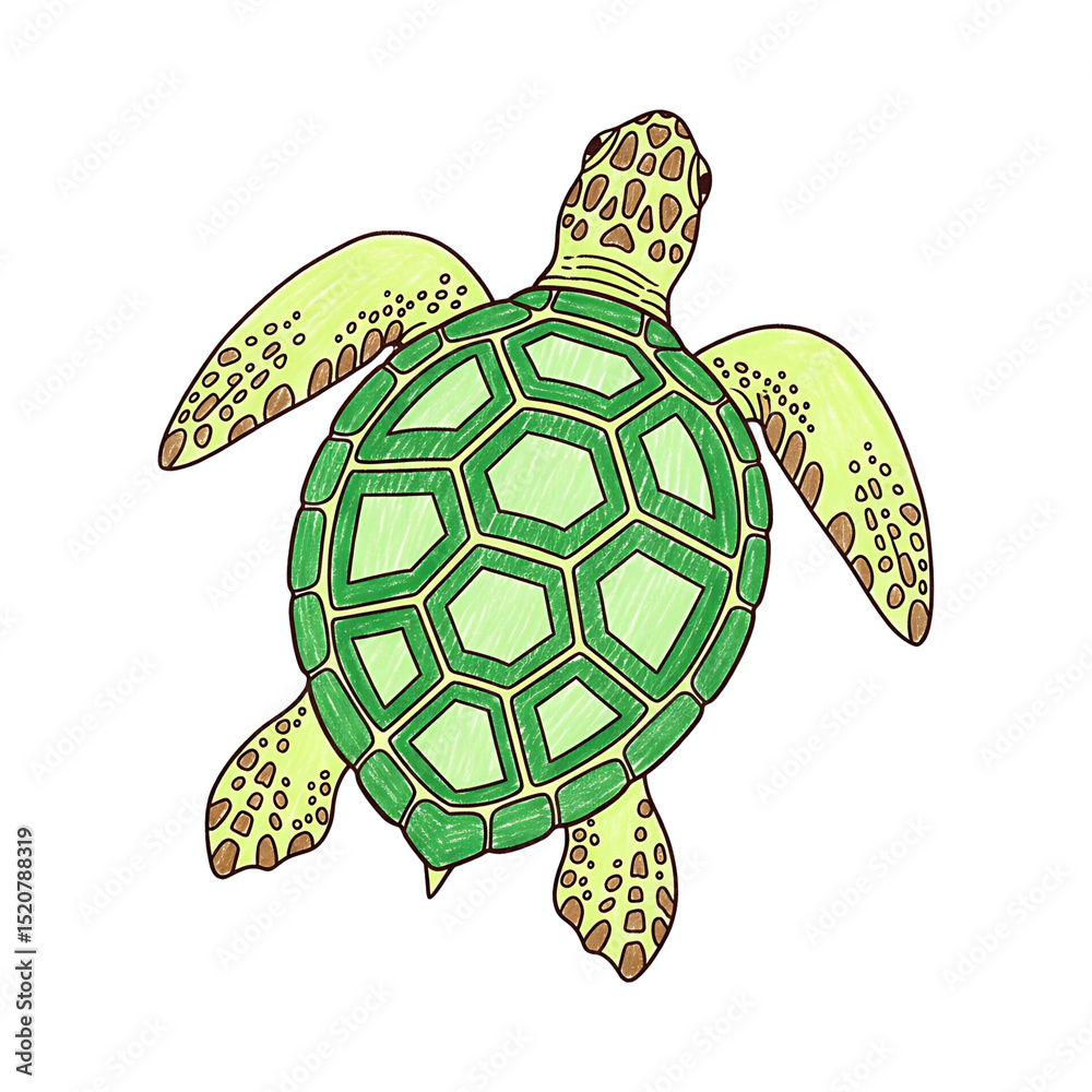 Fototapeta premium Green Sea Turtle Hand Drawn Illustration