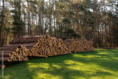 Pile of tree logs just outside a forest on a beautiful day in spring