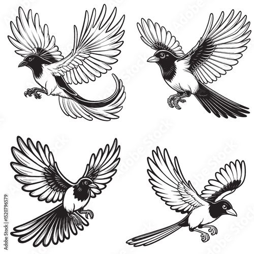 Magpie Silhouette – Intelligent Songbird with Striking Plumage