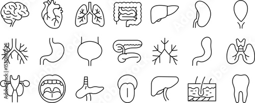 Human internal organ line icon set. Vector medical symbols of brain, heart, lungs, liver, stomach, intestines, kidneys, and anatomy systems in outline style.