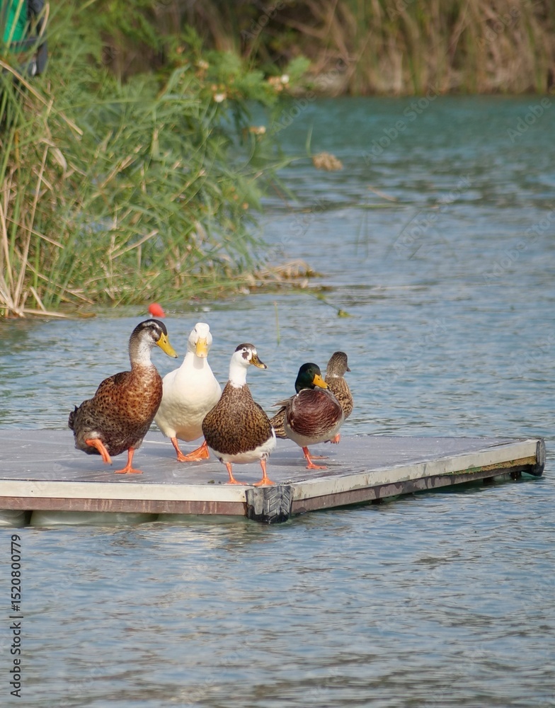 Fototapeta premium ducks on the lake