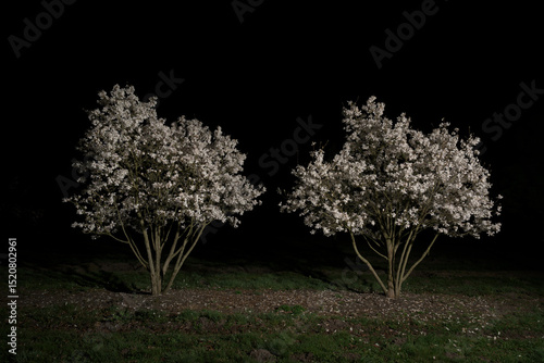 Blossoming fruit trees at night outdoors with white flowers
