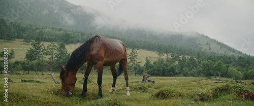 Fotografi In the meadow in scenic background picturesque mist forest, under light rain, beautiful brown horse, graze on green grass