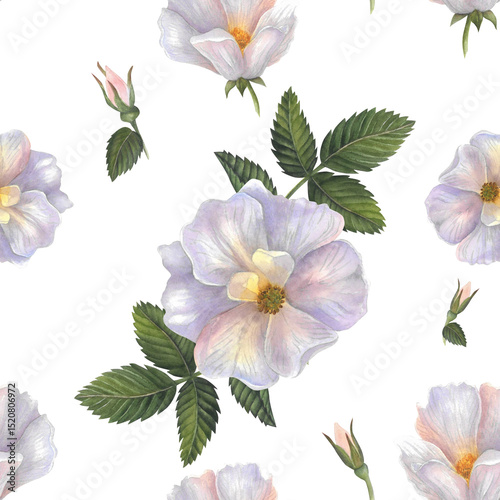 Rosehip flower, bud and leaves seamless watercolor pattern isolated on white background handdrawn for blanks, banners, design	
